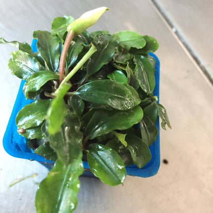 Vibrant Wavy Green Bucephalandra Aquatic Plant for Thriving Freshwater Aquariums