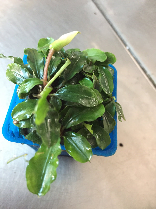 Vibrant Wavy Green Bucephalandra Aquatic Plant for Thriving Freshwater Aquariums