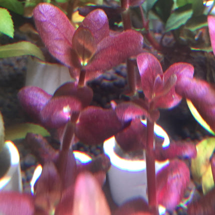 Bacopa Salzmannii Araguaia Purple Live Aquarium Plant Easy Care Midground Background