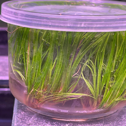 Premium Eleocharis Acicularis Needle Leaf Grass Tissue Culture Aquatic Plant