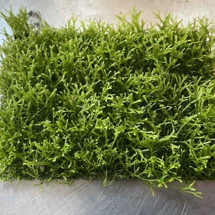 Riccia Fluitans Mesh Aquatic Plant - Lush Green Aquarium Foreground Decor