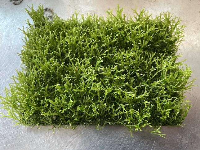 Riccia Fluitans Mesh Aquatic Plant - Lush Green Aquarium Foreground Decor