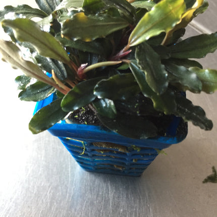 Bucephalandra 'Brownie Ghost' Aquarium Plant: Easy Low Light Aquatic Foliage