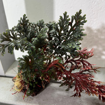Vibrant Selaginella Erythropus Aquatic Plant Tied on Mini Wood Terrarium Decor