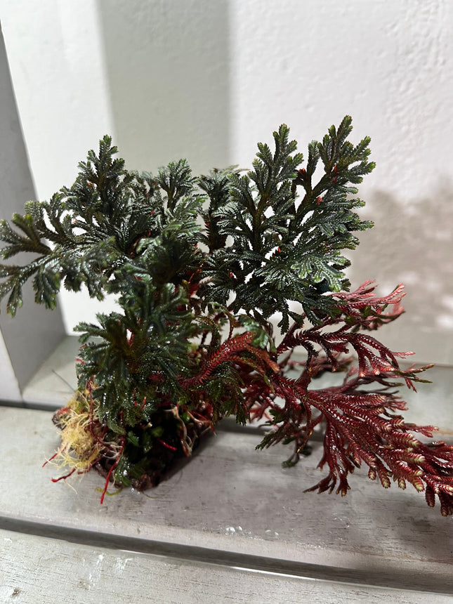 Vibrant Selaginella Erythropus Aquatic Plant Tied on Mini Wood Terrarium Decor