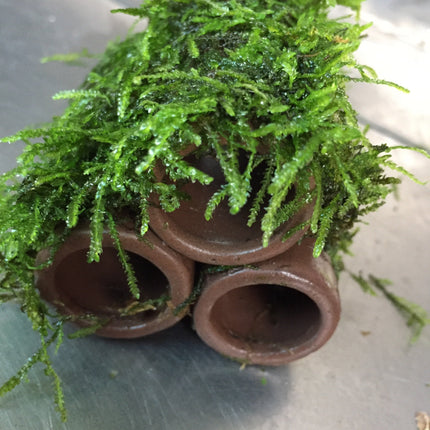 Beautiful Live Aquarium Moss on Ceramic: 3-Hole Easy Aquatic Plant