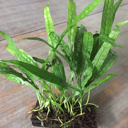 Hardy Java Fern Live Aquatic Plant for Aquarium Background Midground Easy Care
