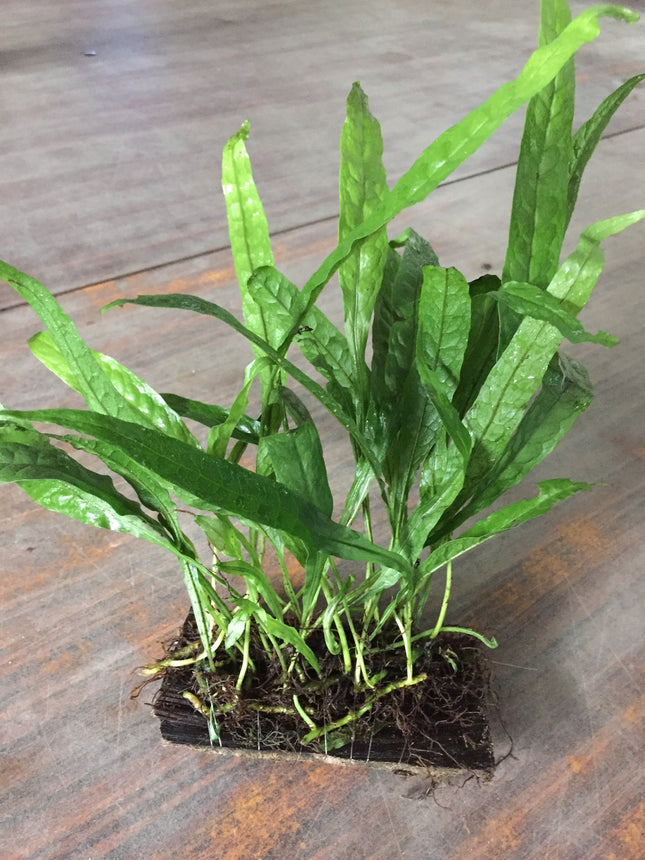 Hardy Java Fern Live Aquatic Plant for Aquarium Background Midground Easy Care