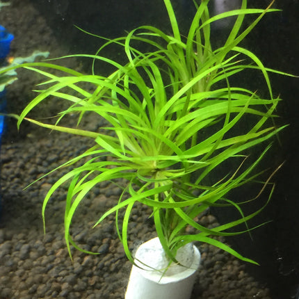 Juncus Repens Live Aquatic Plant: Easy Care, Versatile Red Green Aquascape Grass