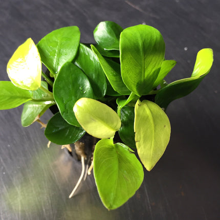Lush Anubias Golden Nana Aquarium Plant: Potted, Easy Care, Low Light Aquatic