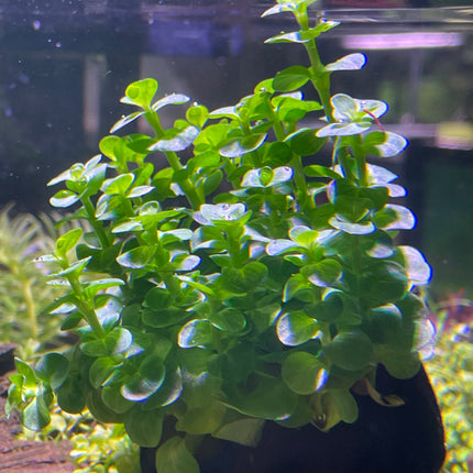 Vibrant Green Rotala Rotundifolia Aquatic Plant for Freshwater Aquariums (Wabikusa)