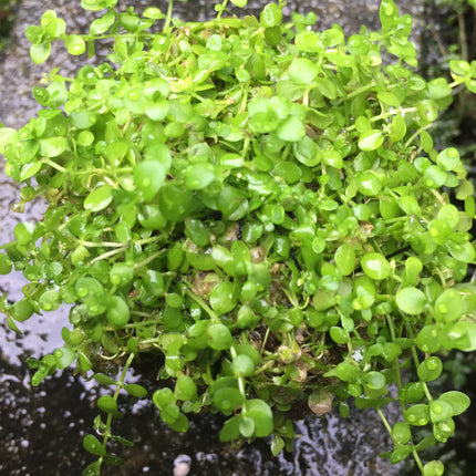 Easy Care Monte Carlo Wabikusa Foreground Live Aquarium Plant
