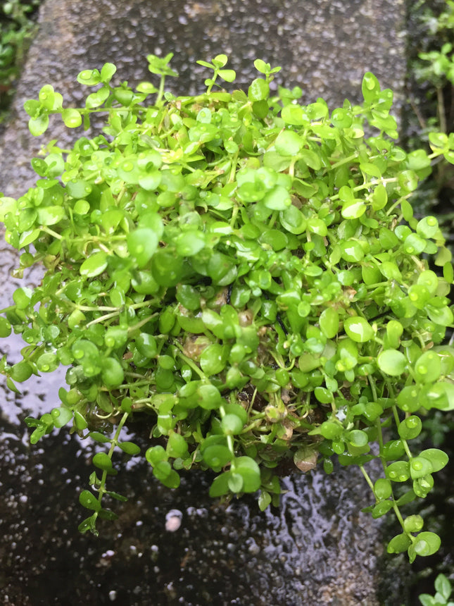 Easy Care Monte Carlo Wabikusa Foreground Live Aquarium Plant