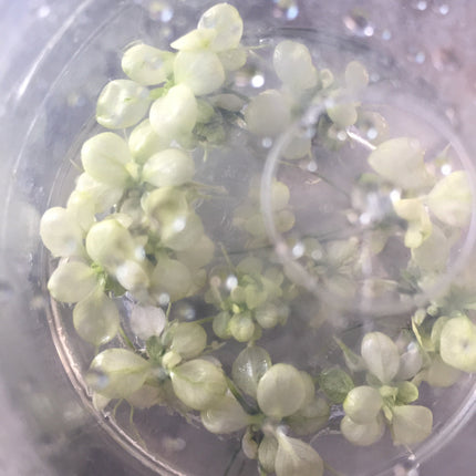 Premium Variegated Anubias Nana Live Aquarium Plant – Easy Low Light Aquatic Foliage