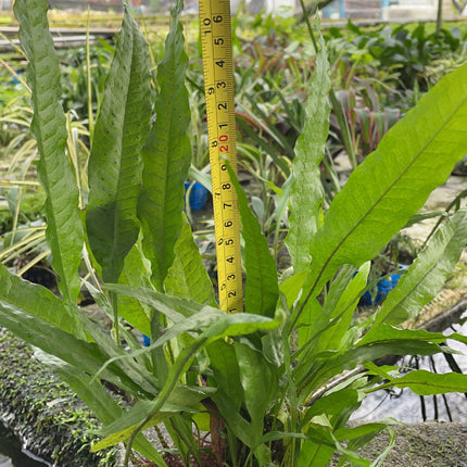 Java Fern Microsorium Pteropus Live Aquatic Plant Tied on Rock Aquarium Decor