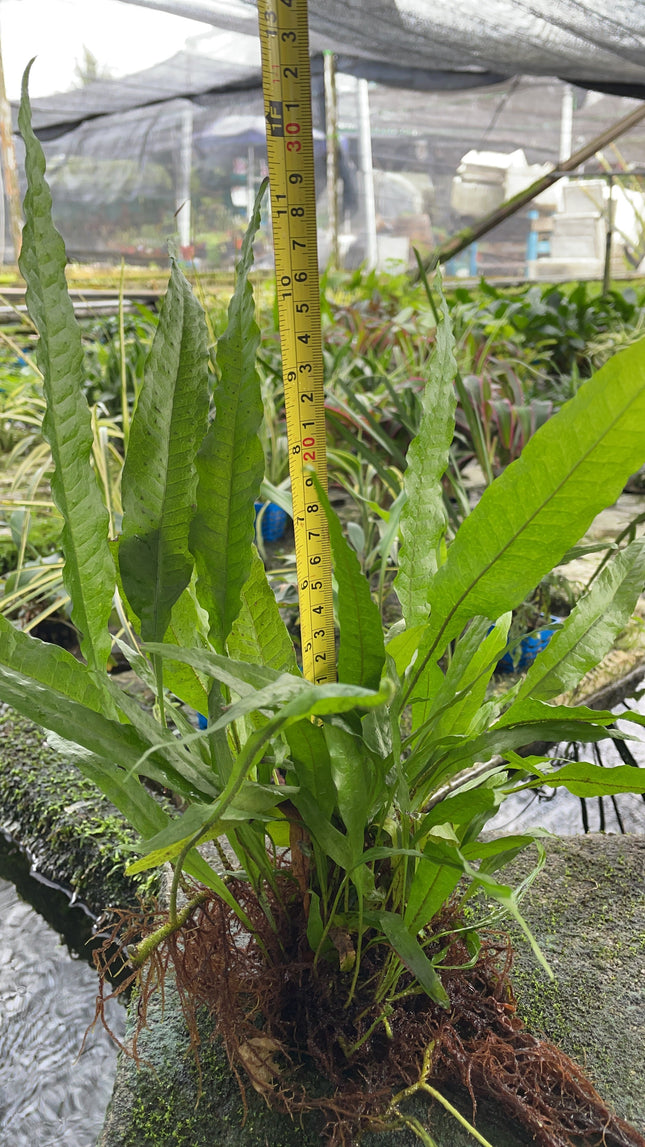 Java Fern Microsorium Pteropus Live Aquatic Plant Tied on Rock Aquarium Decor