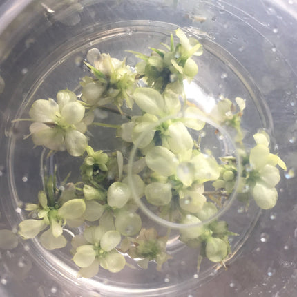 Stunning Variegated Anubias Nana Live Aquatic Plant - Easy Care Aquarium Decor