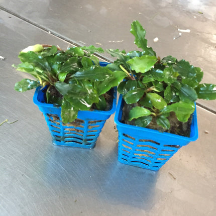 Vibrant Wavy Green Bucephalandra Aquatic Plant for Thriving Freshwater Aquariums