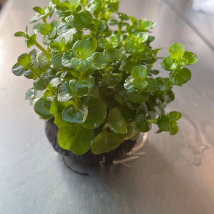 Vibrant Green Rotala Rotundifolia Aquatic Plant for Freshwater Aquariums (Wabikusa)