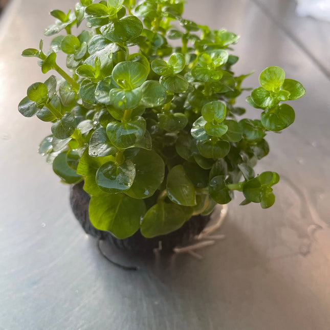 Vibrant Green Rotala Rotundifolia Aquatic Plant for Freshwater Aquariums (Wabikusa)
