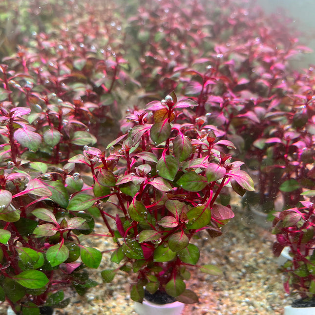 Ludwigia Super Red