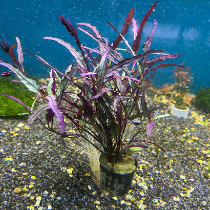 Hemigraphis Repanda: Vibrant Purple Waffle Aquatic Plant for Aquariums & Terrariums