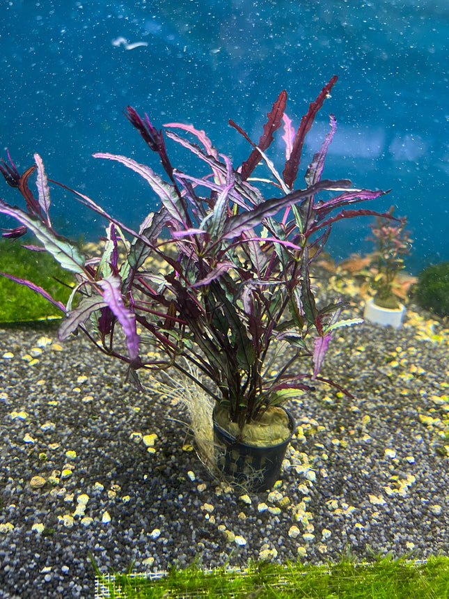 Hemigraphis Repanda: Vibrant Purple Waffle Aquatic Plant for Aquariums & Terrariums