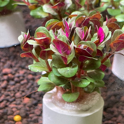 Vibrant Rotala HRA Aquarium Plant: Easy Midground & Background CO2-Optional