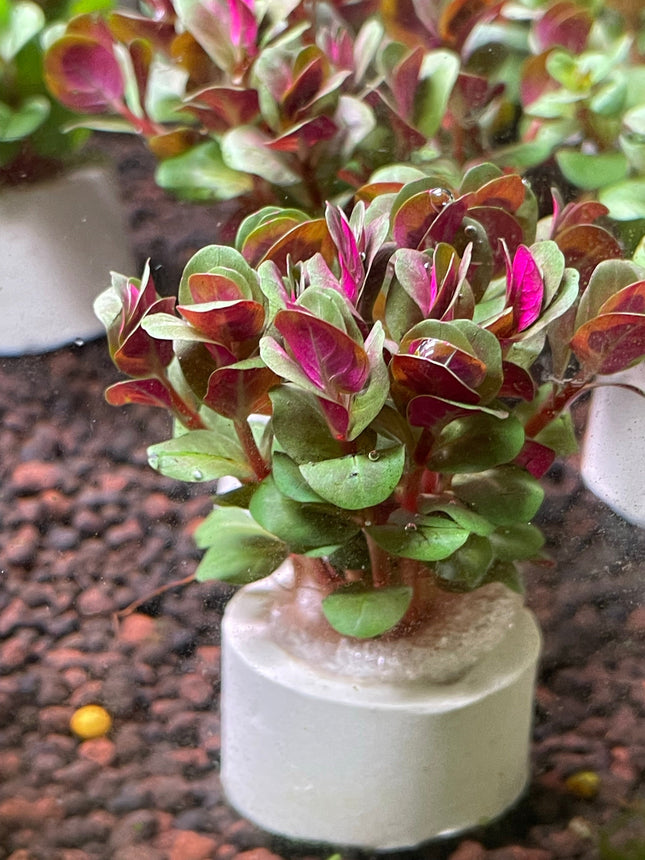 Vibrant Rotala HRA Aquarium Plant: Easy Midground & Background CO2-Optional