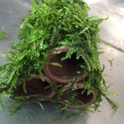 Beautiful Live Aquarium Moss on Ceramic: 3-Hole Easy Aquatic Plant