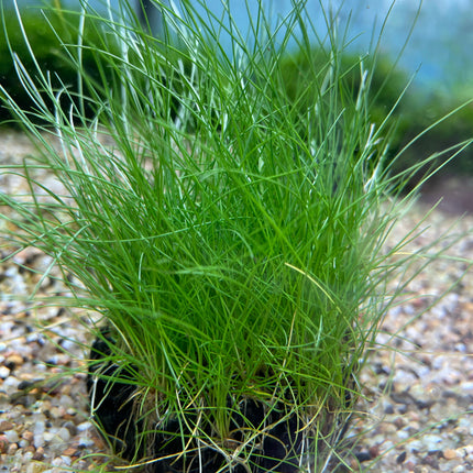 Eleocharis Acicularis Wabikusa: Lush Green Aquatic Carpet Plant for Aquariums