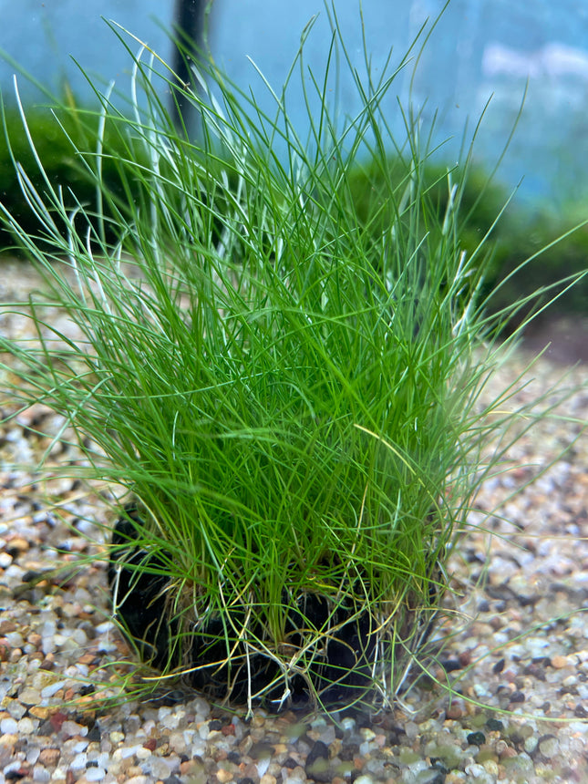 Eleocharis Acicularis Wabikusa: Lush Green Aquatic Carpet Plant for Aquariums