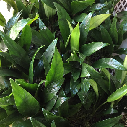 Hardy Anubias Barteri Angustifolia Live Aquarium Plant on Lava Rock