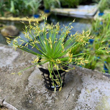Elegant Dwarf Umbrella Sedge Aquatic Plant for Vibrant Aquarium & Pond Decor