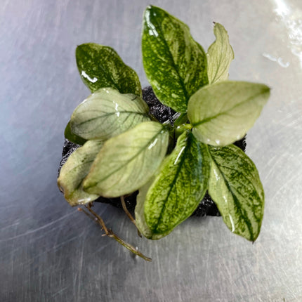 Anubias Pinto Rare Live Aquarium Plant – Stunning White & Green Foliage