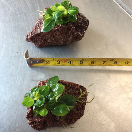 Vibrant Anubias Stardust Live Aquatic Plant for Freshwater Aquariums, Easy Care