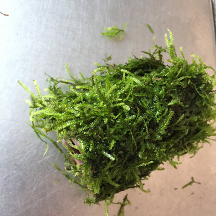 Beautiful Live Aquarium Moss on Ceramic: 3-Hole Easy Aquatic Plant