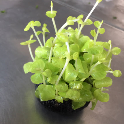 Vibrant Golden Creeping Jenny Lysimachia Nummularia Aurea Wabi Kusa Aquatic Plant