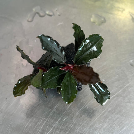 Bucephalandra Brownie Ghost Aquarium Plant: Easy Care, Vibrant, Low Light Aquatic Plant
