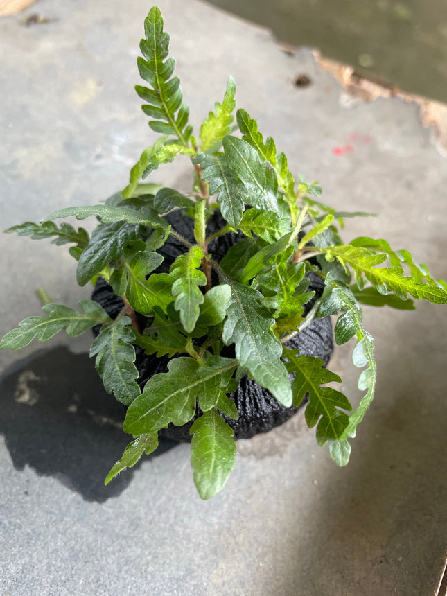 Hygrophila Pinnatifida Wabikusa: Vibrant Aquatic Plant for Stunning Aquascapes