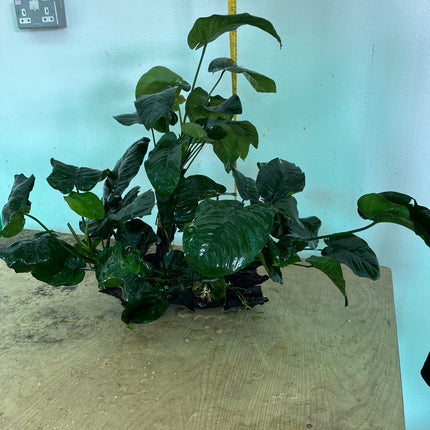 Premium XL Anubias Barteri Live Aquatic Plant on Natural Driftwood Decor