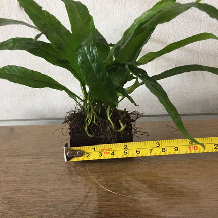 Hardy Java Fern on Mini Wood/Rock: Easy Aquarium Plant Decor