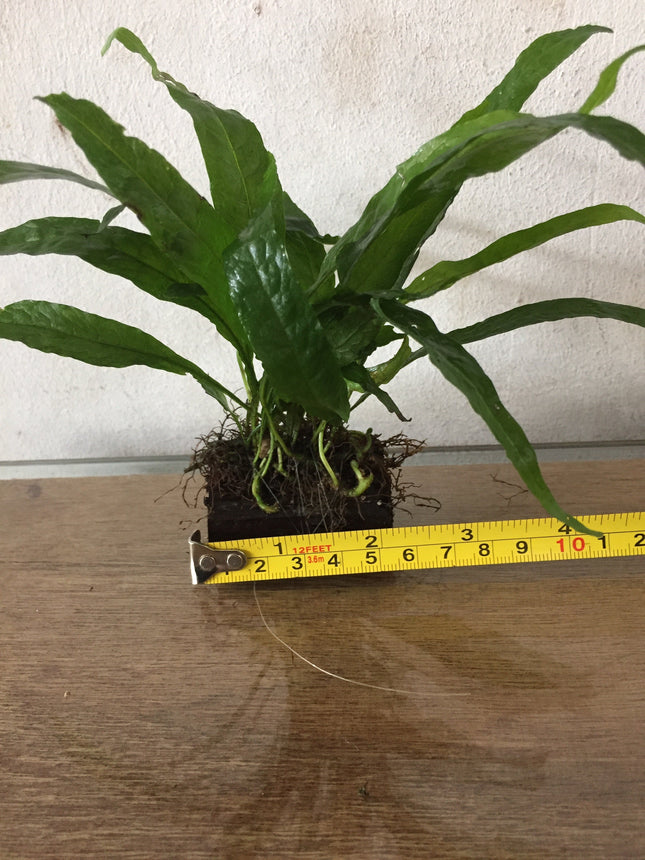 Hardy Java Fern on Mini Wood/Rock: Easy Aquarium Plant Decor