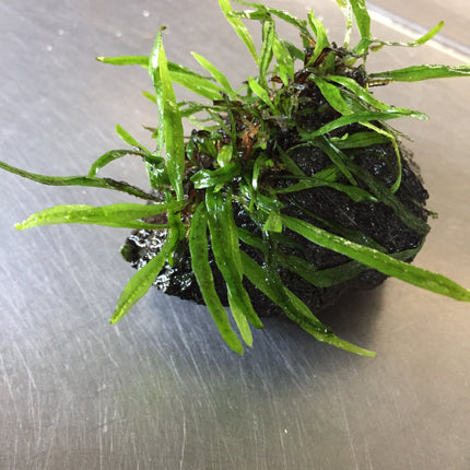 Exquisite Needle Leaf Fern Live Aquarium Plant - Easy Care Aquatic Decor