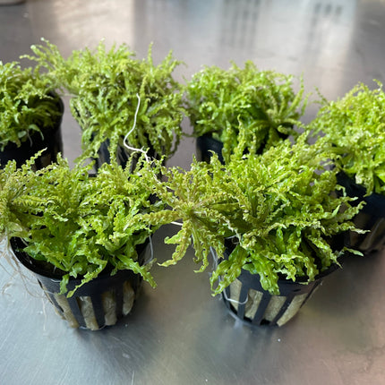 Pogostemon Helferi 'Downoi' Little Star Aquatic Foreground Plant for Aquariums