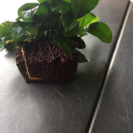 Miniature Anubias Nana Bonsai Live Aquarium Plant Easy Low Light Aquatic