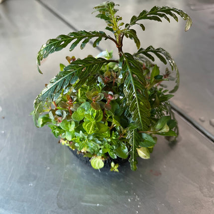 Lush Mixed Wabi-Kusa Aquatic Plant Ball for Stunning Aquascapes