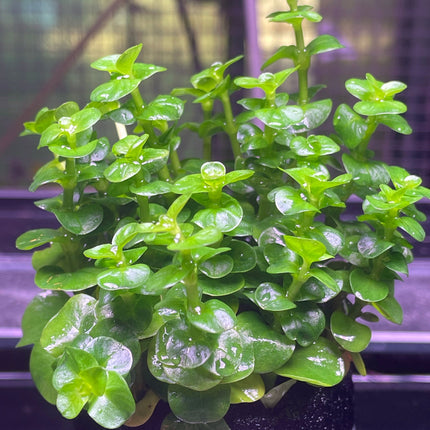 Vibrant Green Rotala Rotundifolia Aquatic Plant for Freshwater Aquariums (Wabikusa)