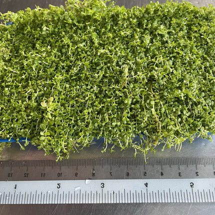 Lush, Vibrant Micranthemum 'Monte Carlo' Live Aquarium Plant - Dense Carpet Foreground