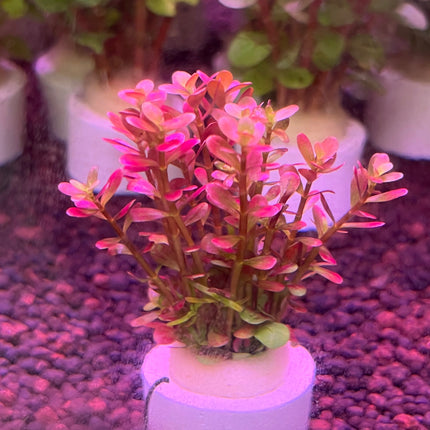 Rotala Wayanad Vibrant Red Aquarium Plant - Midground CO2 Required Live Flora